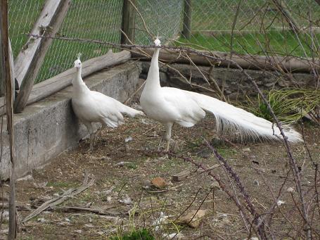 Pavo real Blanco